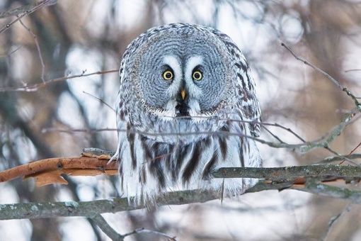 🦉 Бородатую неясыть заметили в Петербурге 
 
Она осознала, что сегодня последний день..