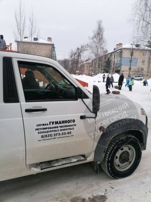 В Городце начался массовый отлов бродячих псов после того, как собаки загнали ребенка на крышу подъезда.

..