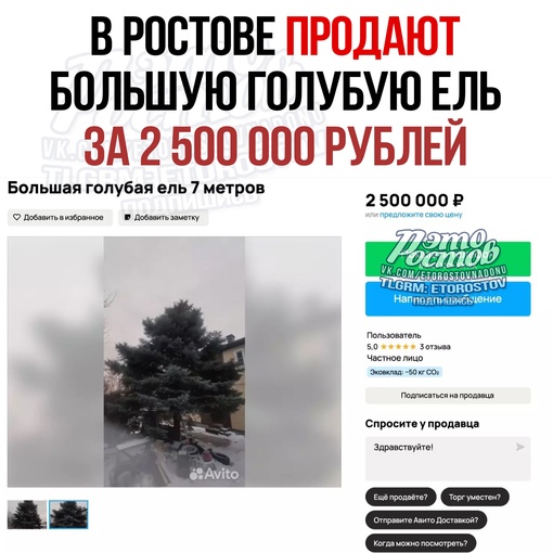 🌲 В Ростове продают голубую ель за 2,5 миллиона рублей. Сообщение опубликовали на портале объявлений...