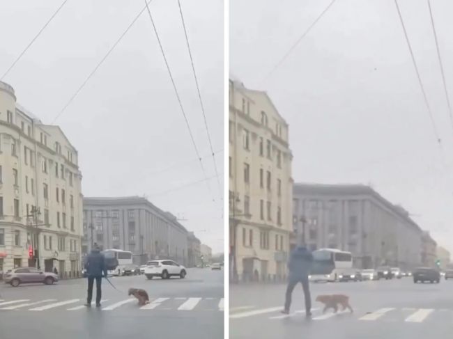 В центре Петербурга заметили собачника, который позволил своему питомцу сходить по-большому посреди..
