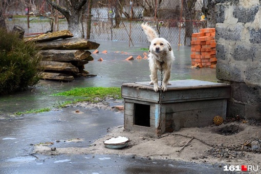 Станица Грушевская под водой..