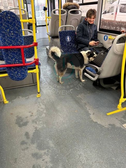 Пассажиры воронежского транспорта..