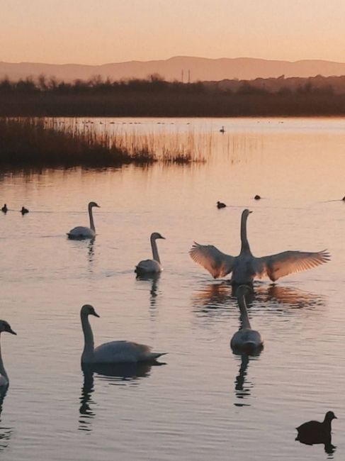 🦢Милейший лебединый рассвет.

Фото и видео:..