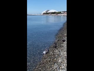 🌊 Водичка в море Сочи +10. Даже голуби уже купаются, а мы с тобой еще нет!😀
📹..