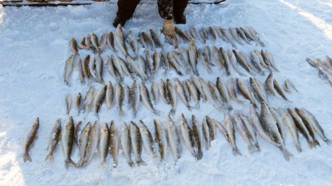 Браконьеры поймали более 100 рыб в районе села Сосновка на Новосибирском водохранилище. По оценке экспертов,..