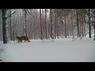 🗣️ Фотоловушка в Керженском заповеднике поймала в кадр рысь с тремя котятами.

Кадры - довольно редкие...