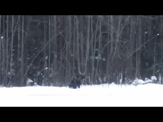 💙Саровские лоси бороздят снежные просторы. 
 
Лапки проваливаются в глубокий снег, так..