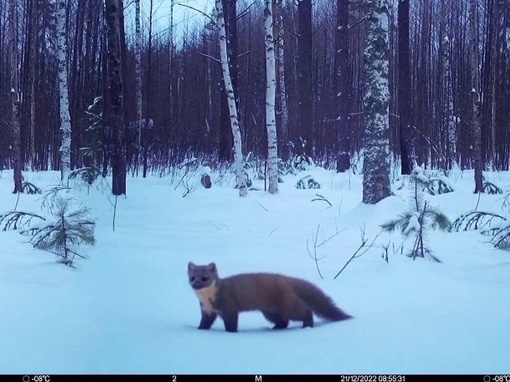 📸Фотоловушки снова успели заснять лесных жителей в Керженском заповеднике

Выбираем самого..