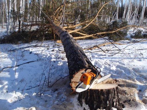 Житель Омской области нарубил леса на 2 миллиона

38-летнего жителя Тевриза признали виновным в незаконной..