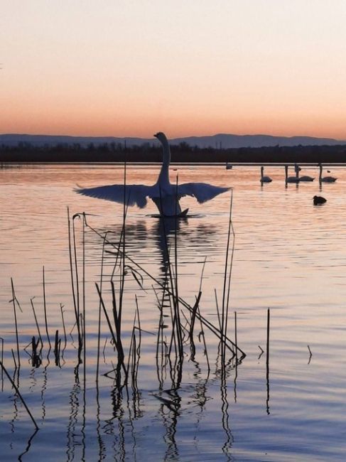 🦢Милейший лебединый рассвет.

Фото и видео:..