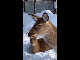 Парочка пятнистых оленей из пермского..