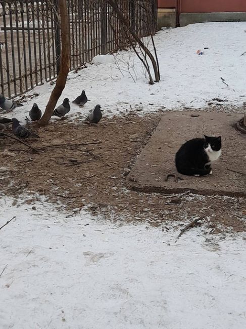 Петербургский котик слишком воспитан, чтобы голубей..