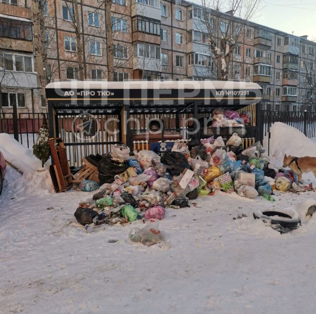 Вот так "мило" выглядят шикарные новые мусорки в районе ул. Голева-Крисанова. Ну промахнулись с размером,..