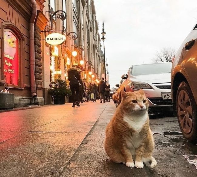Петербуржцы сообщили о травле уличных котов в Адмиралтейском районе

Троих мёртвых котов нашли 1 февраля в..