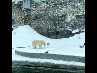 Наша Айка поживает отлично в зоопарке Москвы. Ест тортик, который ей приготовили ко Дню полярного медведя...