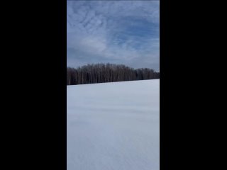 💙немного  природного мира нашей области.

Тетерева в мороза прячутся в..