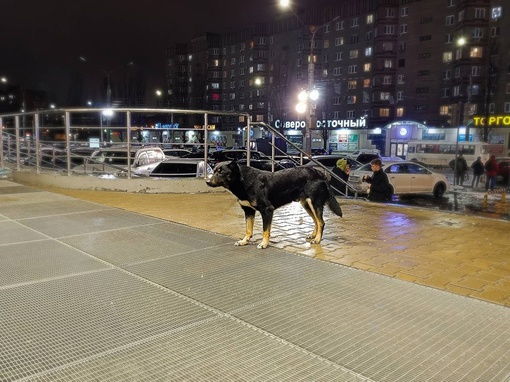 Почти каждый вечер у входа в "Максимир" появляется эта собака. Обычная, без хозяина, из тех, что бегают по..