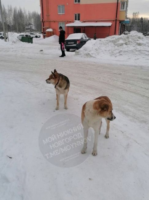 В Городце начался массовый отлов бродячих псов после того, как собаки загнали ребенка на крышу подъезда.

..