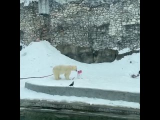 Медведице Айке в Московском зоопарке в честь Международного дня белого медведя подарили сразу два..