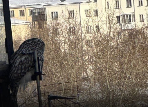 К жителям одного из домов по улице Набережной прилетела красивая совушка. 

Фото:..
