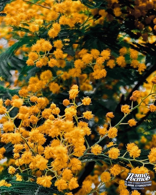 🌼Цветение мимозы на побережье Черного Моря

📸Фото: Денис..