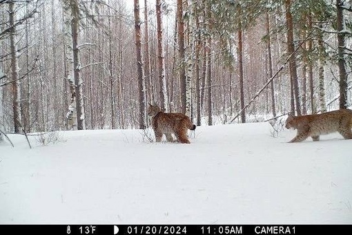 Продолжаем показывать фотографии больших кошечек из Керженского заповедника
..