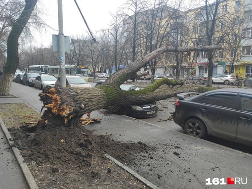 В Ростове снова порывистый ветер. Деревопад возобновился. На Ленина, 60, дерево упало на машину и дорогу...