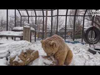 Так потеплело, что проснулся медведь 🐻

Мишка Памир из «Роева Ручья» почувствовал весну и вышел из спячки...