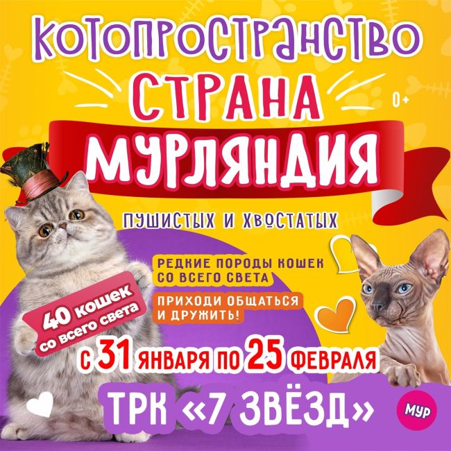 ВОЛГОГРАД! Только с 31 января по 25 февраля! «Страна Мурляндия» - котики и кошечки необычных пород со всего..