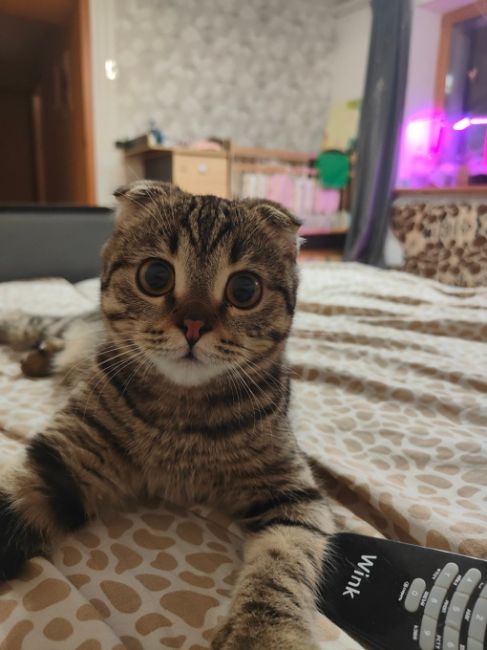 В Советском районе Челябинска введен карантин из-за случаев бешенства у домашних кошек.

Бешеные животные..