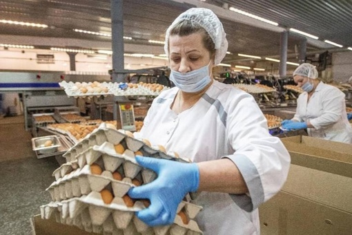 В Ростовской области куриные яйца подешевели до 130 рублей. Цена снизилась за месяц снизилась на 12 рублей,..