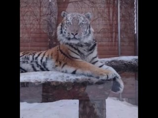 🐅Звание самого милого котеночка этого дня однозначно забирает тигр Зевс из Ленинградского..
