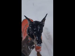 ❗️Перекрыли движение по трассе М-7 для автобусов и грузовиков. 

Ограничения вводятся с 10:00 и до улучшения..