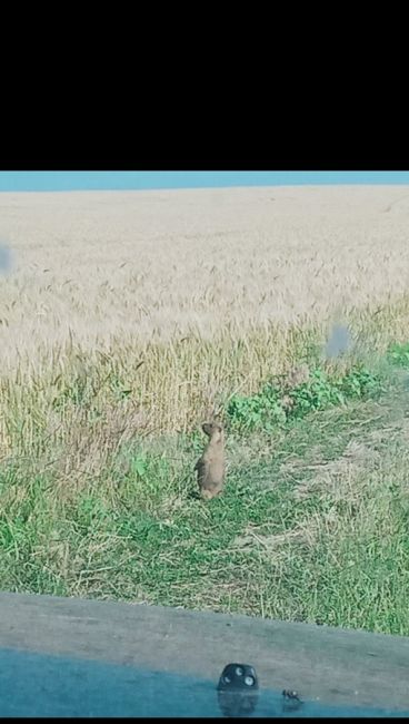 🫶 Шерстяные и жирненькие байбаки, которые совсем не боятся людей🤗 Массово обитают в Ростовской области, в..