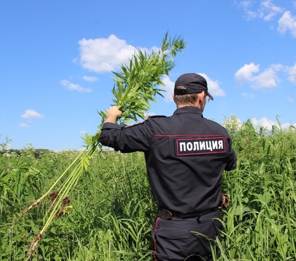 Петербуржца оштрафовали за выращивание конопли на даче

Мировой судья участка №106 оказался невероятно..