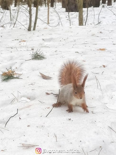 Βecнa близкo 🐿️ Чeрeз 18..