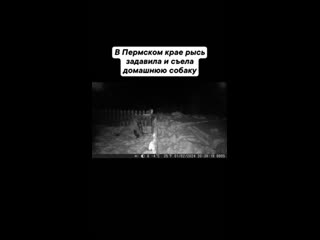 1 февраля в посёлке Вёлс (Красновишерский округ в Пермском крае)
рысь задавила и съела домашнюю собаку...