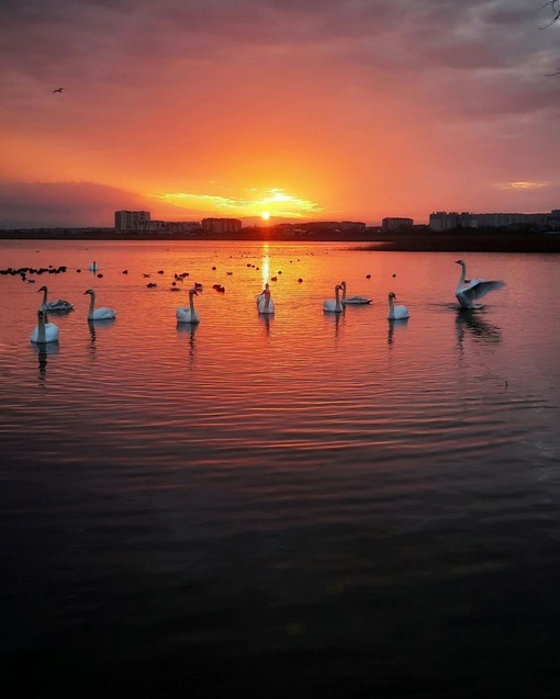 🌅 Рассвет в Анапе прекрасен ещё и с лебедями.

📸..