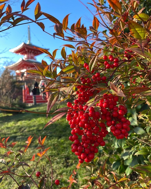 Яркая, красивая зима
в Японском саду!
Даже и не верится, 
что февраль
«за окном»!
🤗🌲😉

А в марте уже сакура..