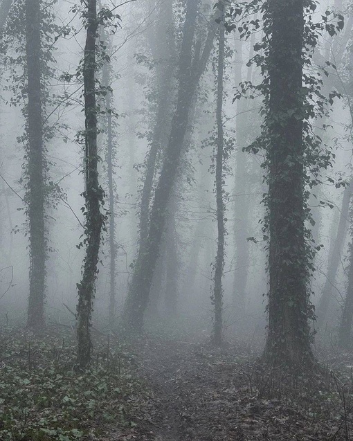 Прогулка по туманному лесу в Геленджике 👻

Тишина пронизана лишь шелестом сухих листьев под ногами и..