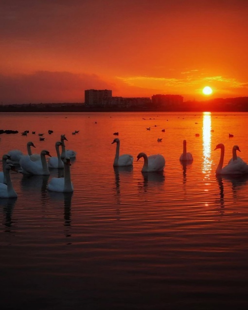 🌅 Рассвет в Анапе прекрасен ещё и с лебедями.

📸..