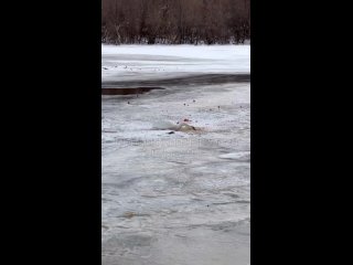 🦢 Красавец-лебедь, который остался зимовать в Нижнем, так и плавает на Оке около Канавинского моста 

С..