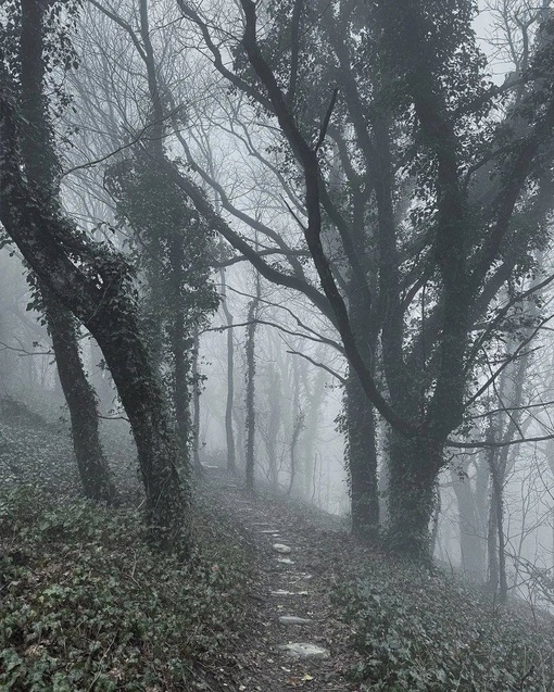 Прогулка по туманному лесу в Геленджике 👻

Тишина пронизана лишь шелестом сухих листьев под ногами и..