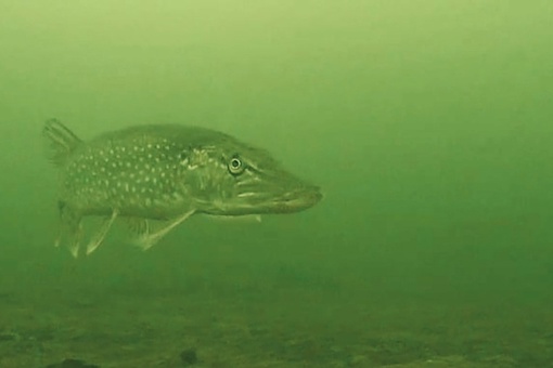 ✨Увлекательный подводный мир Нижегородских водоемов.
Силикатный карьер, который находится в городе..