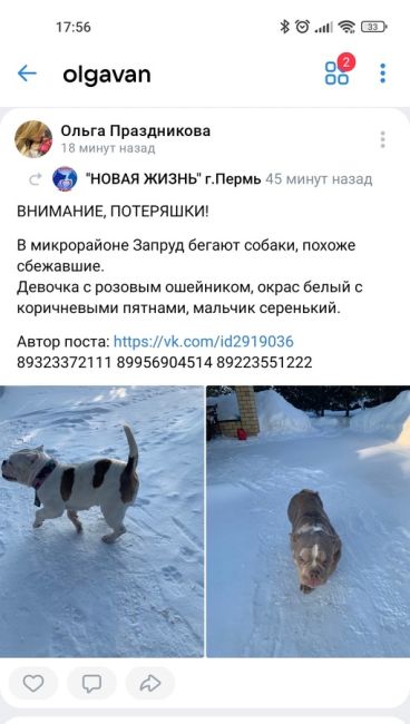 ‼️Пропали со двора частного дома две собаки породы Американский булли. Взрослая сука и щенок парень 5..