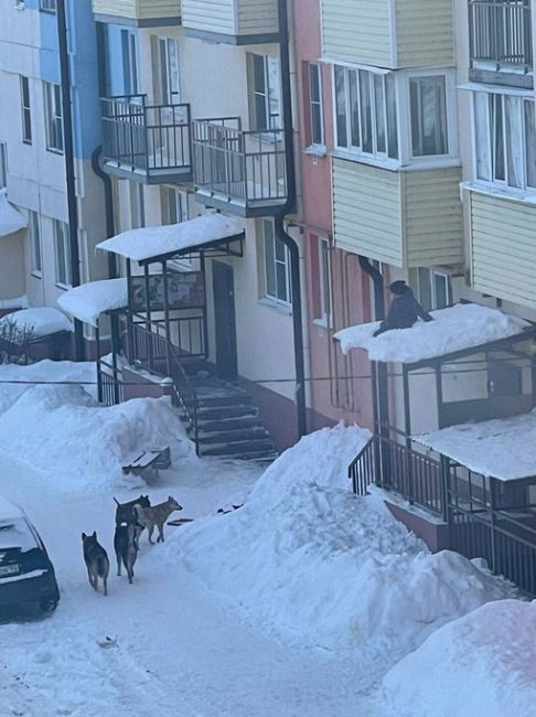 В Городце начался массовый отлов бродячих псов после того, как собаки загнали ребенка на крышу подъезда.

..