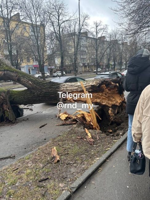 На Ленина, 60 упало дерево прямо на автомобиль. Движение..