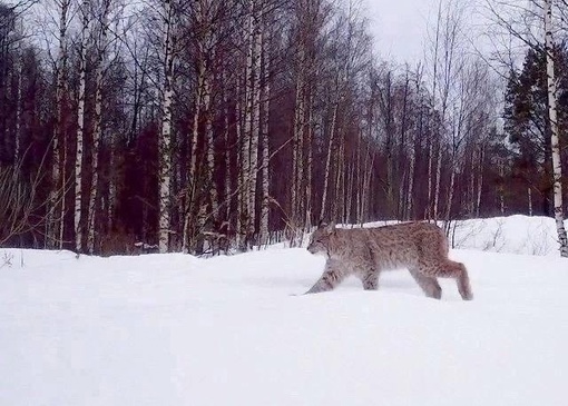 📸Фотоловушки снова успели заснять лесных жителей в Керженском заповеднике

Выбираем самого..