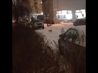 🐇Бегущему по улице зайцу сильно удивился..