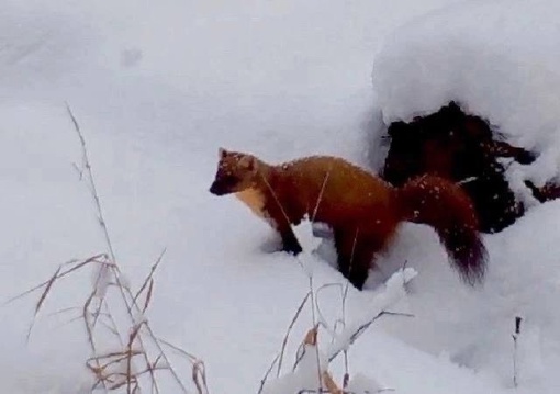 📸Фотоловушки снова успели заснять лесных жителей в Керженском заповеднике

Выбираем самого..